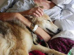 人狗情未了 2002