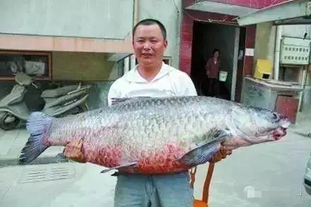 青鱼视频国产在线